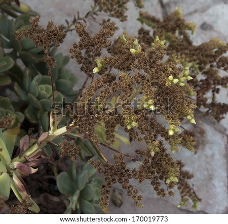 Dried brown  flower heads of a common garden sedum in the family Crassulaceae form after the flowers have dropped  their dainty petals in summer.