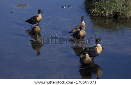Australian Shelducks (Tadorna tadornoides) or Mountain Ducks  ,  large goose-like birds  part of the bird family Anatidae  standing  in a cool blue lake on a summer morning.