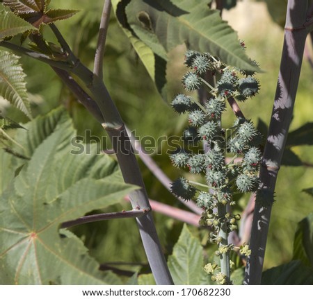 Green buds  of Castor oil plant Ricinus communis  a  hardy perennial  suckering plant with purple leaves and fruit  is toxic  if ingested, growing against a cream metal fence  in mid summer.