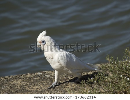 A cheeky blue eyed  white Australian corella is  standing on the dry grass in the park  eating the grassy tips of weeds  on a sunny afternoon in mid summer.