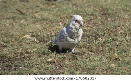 A cheeky blue eyed  white Australian corella is  standing on the dry grass in the park  eating the grassy tips of weeds  on a sunny afternoon in mid summer.