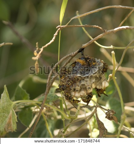 Nest of German wasp, European wasp, or German yellow jacket (Vespula germanica) wasps in  a shrubby bush with wasps stinging if disturbed with a painful sting   now a pest   in southern Australia.