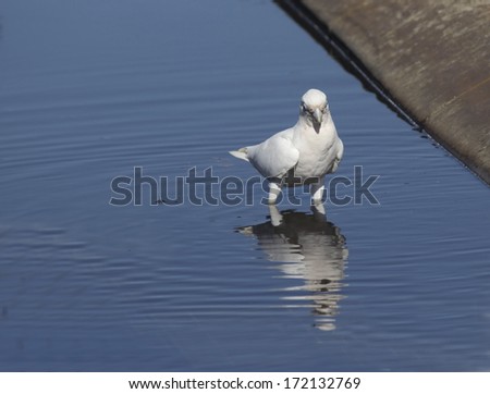 A cheeky white Australian corella  is  reflected in the   water puddle in the parking area of the park on a sunny summer afternoon after cooling off with a drink of the clear water.