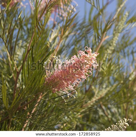 West Australian native wild flower grevillea species  cultivar in glorious summer  bloom attracts birds and bees to the home garden or bush lands.