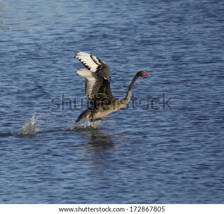 Graceful Western Australian black swan cygnus atrata   chasing another swan  after  swimming  in the cool blue lake on an early  summer morning.