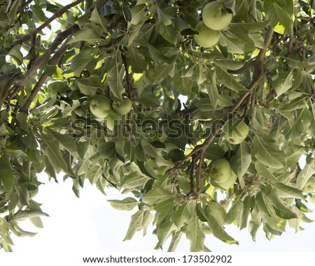 Green apple    pomaceous fruit of the apple tree, species Malus domestica growing on a seedling apple tree in a home garden  will turn red when it ripens  in early autumn  and be picked for eating.