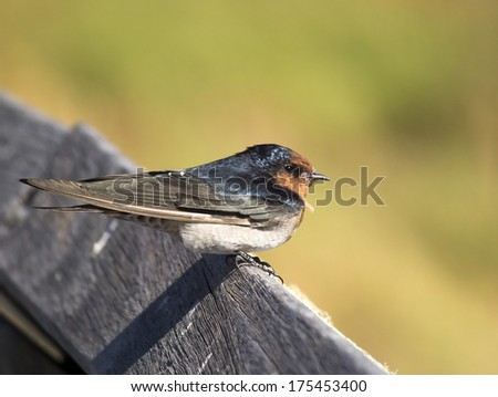 A dainty delightful  little welcome swallow hirundo neoxena  a passerine bird perching on a wooden rail in afternoon sunshine in summer is inquisitive and shy.