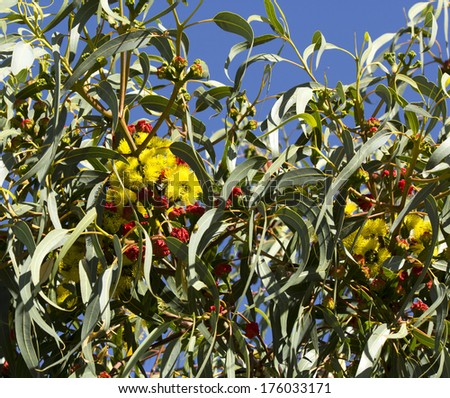 Beautiful ornamental West Australian  Illyarrie   red-capped gum, Helmet nut gum  mallee tree eucalyptus  erythrocorys  in summer  bloom with red capped large buds opening to bright yellow flowers.