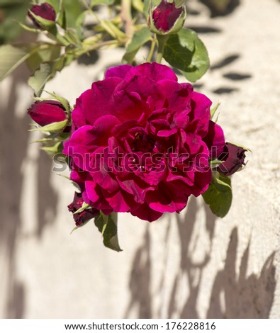 Beautiful  cerise pink heritage rose species in glorious late summer bloom against a concrete rendered wall  adds scented beauty to a suburban landscape.