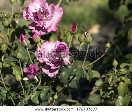 Romantic unusual  color  pale mauve florabunda  rose   fully blown  blooming in late summer adding fragrance and color to the  garden and street  scape.