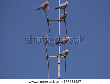 Opportunistic Australian pink and grey galahs perched on a TV antenna in a suburban street on a very windy afternoon in late summer.