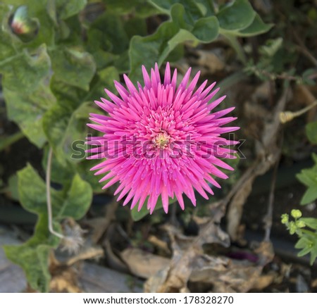 Showy ornamental double bright  pink  gerbera in  glorious full bloom in  late summer  is a long lasting cut flower for florists\'  bouquets.