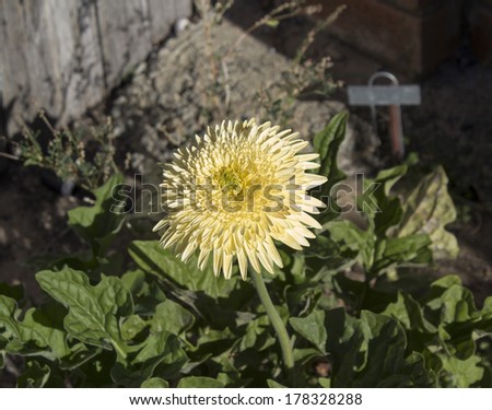 Showy ornamental double soft yellow  gerbera in full bloom in late summer  is a long lasting cut flower for florists\'  bouquets.