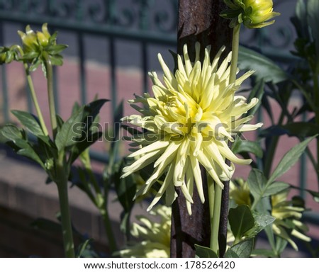 Double butter cup yellow cactus dahlia a      genus of bushy, tuberous, herbaceous perennial plants  in bloom in  summer  is  a  magnificent addition to any   garden.