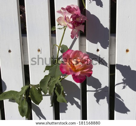 Beautiful flowers of  yellow and pink roses peeping through a white painted wooden picket fence add fragrant  charm to an urban street in late summer.