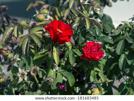 Bright red romantic  roses  blooming in early autumn adds fragrant charm to the urban street scape.