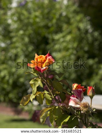 Bright orange  romantic  rose  blooming in early autumn adds fragrant charm to the urban street scape.