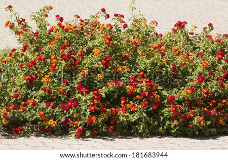 Lantana\'s aromatic flower clusters (called umbels) are a mix of red, orange, yellow, or blue and white florets  these being yellow orange and red on a large shrubby bush blooming in autumn.