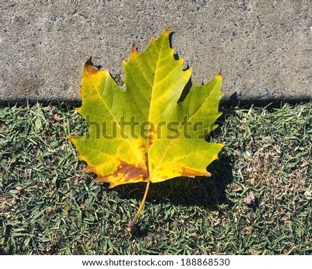 Brilliant  yellow and green   fallen  sycamore   leaf  foliage of deciduous trees in autumn   add color to the garden and park land scape as the leaves fall carpeting the ground below.