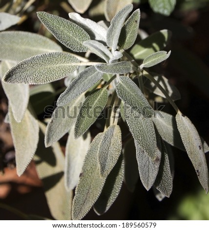 Salvia officinalis herb  (sage, garden sage,  common sage) is a perennial, evergreen subshrub with grey foliage and woody stems ,used in pot pourris, seasonings, medicinal and cosmetic products .
