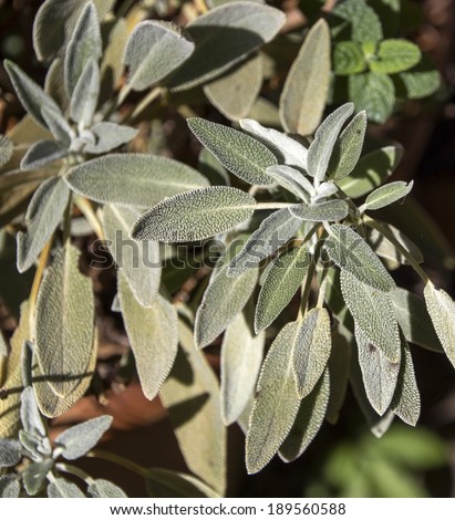 Salvia officinalis herb  (sage, garden sage,  common sage) is a perennial, evergreen subshrub with grey foliage and woody stems ,used in pot pourris, seasonings, medicinal and cosmetic products .