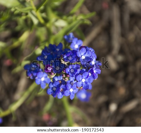 Brilliant sky blue flowers of Myosotis a genus of flowering plants in the family Boraginaceae Forget-Me-Nots blooming in autumn are a beautiful colorful  addition to the garden landscape.