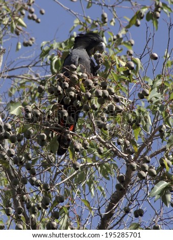 Carnaby\'s Black Cockatoo,  Carnaby\'s Cockatoo or Short-billed Black Cockatoo Calyptorhynchus latirostris, a large black cockatoo native to western Australia eating gum nuts in a marri tree in  autumn.