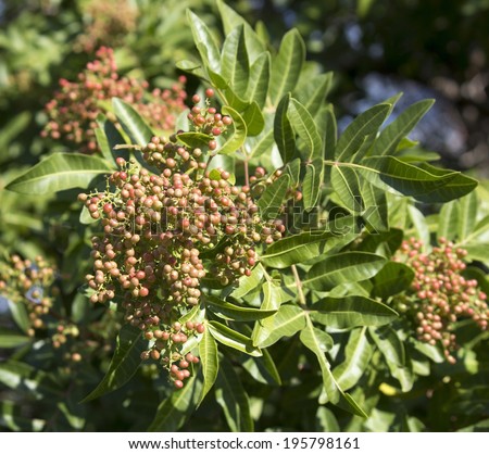 Fruit  of Zanthoxylum piperitum,  Japanese pepper,  pricklyash, or sansh ripen red in autumn has  pungent oils found in  leaves, roots  bark, pericarp creating  Szechuan pepper, five spice powder.