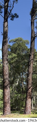 Panorama of pine trees growing amongst the young tuart trees eucalyptus gomphocephala growing in Ludlow National Park near Busselton Western Australia on a fine sunny afternoon in early winter.