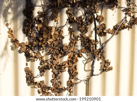 Dried brown leaves of a climbing ivy plant attached to a cream painted asbestos fence  create a delightful  textured abstract background grunge pattern on a sunny winter afternoon.