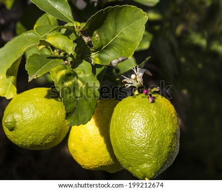 Bright yellow lemons ripening on a citrus tree in early winter  are a culinary delight in fish dishes, meringues and thirst quenching drinks.