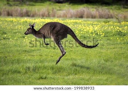 An   Australian  brown kangaroo macropus rufus hopping away after  grazing on a cloudy morning  in a paddock of green grass after early winter rains .