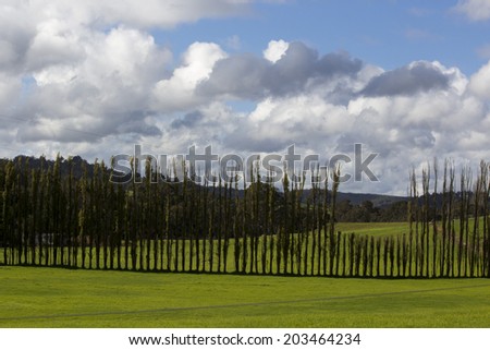 An avenue of poplar trees on the sloping hills  on a farm property in the Collie River valley Western Australia  on a cloudy afternoon in early winter.