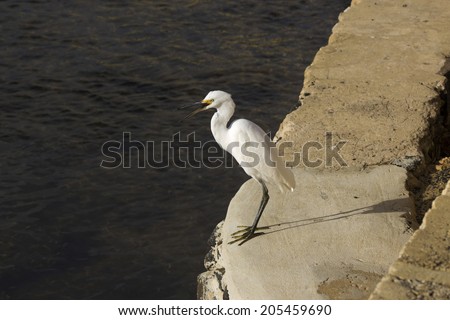 A beautiful graceful  white   Australian Great Egret (Ardea alba) is standing on the rock ledge wall of the Estuary looking for small fish to catch.