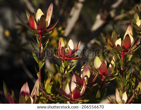 Showy bright  red and yellow inflorescences of leucadendron proteaceae species in bloom in late winter  add color to the landscape for many weeks.