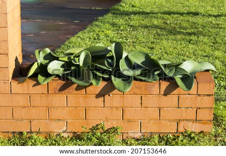Flat green leaves of Haemanthus humilis subsp. humilis \'Giant\' - Grootscholten, growing in a clay  brick planter box add decorative charm to an urban street scape in winter.