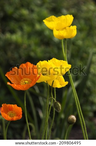 Yellow and orange poppies  flowering plants in the subfamily Papaveroideae  family Papaveraceae colorful single  herbaceous plants,  flowering in late winter  are charming and decorative plants.