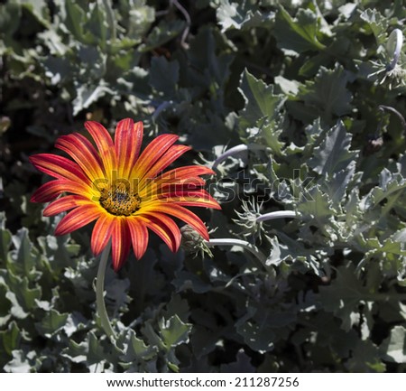 Lovely bright orange and yellow arctotis aurora daisy contrasted against the soft  grey  felted foliage adds color to the late winter garden.
