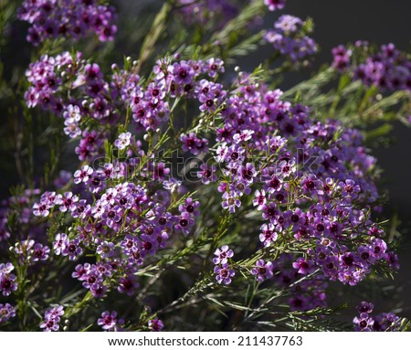Spectacular West Australian native wild flower pink Geraldton Wax chameleucium  uncinatum with  sweet nectar attracting bees and native birds flowering in late winter to spring adds delightful charm.