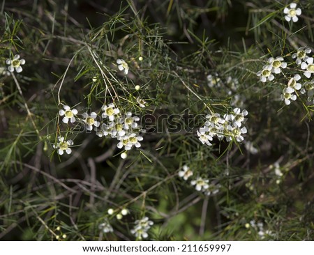 Spectacular West Australian native wild flower white  Geraldton Wax chameleucium  uncinatum with  sweet nectar attracting bees and native birds flowering  late winter to spring adds delightful charm.