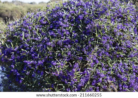 Iconic West Australian purple wild flower creeper Hardenbergia Violaceae  with its weeping habit in glorious bloom in late winter adds color to the bush garden and  park lands.