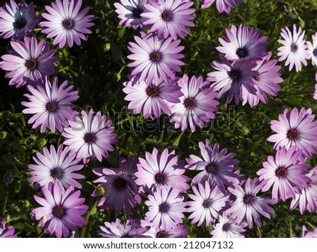 A small clump of African daisy Osteospermum  plants from the Asteraceae species adds color to the late  winter landscape with white pink and purple  flowers.