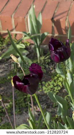 Magnificent deep royal purple  genus tulipa hybrid species after a shower of early morning rain in late winter is a  splendid delicate sight in a home harden.