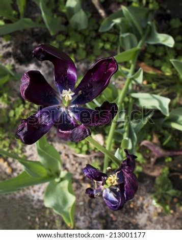 Magnificent deep royal purple  genus tulipa hybrid species fully blown after a shower of early morning rain in late winter is a  splendid delicate sight in a home harden.