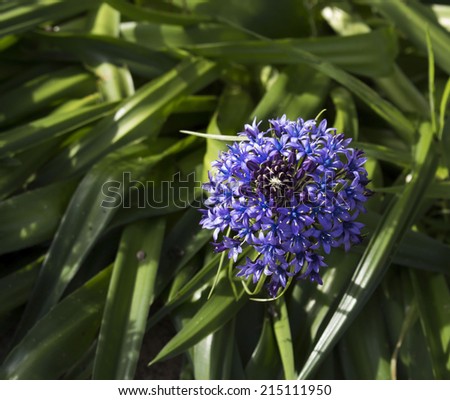 Beautiful blue flowers of  a genus of around 90 species of bulbs in hyacinth (Hyacinthaceae) family, Scilla  peruviana variation venusta adds charm to a spring bulb garden with its bright blue heads.