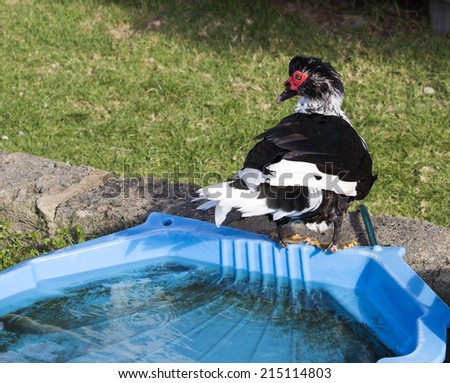 A Muscovy duck (Cairina moschata)  a large duck native to Mexico, Central, and South America enjoying  its water bath on a sunny spring afternoon eats grass slugs, snails,  mice and flies.