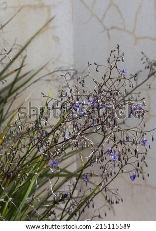 Blue flowers of Australian native plant  Dianella tasmanica,  Tasman Flax-lily or Tasmanian Flax-lily  a   herbaceous strappy perennial herb  family Xanthorrhoeaceae, subfamily Hemerocallidoideae .
