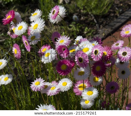 A pretty clump of decorative  Australian pink and white  Everlastings or Paper Daisies a species in a group of genera Xerochrysum  family Asteraceae will last for many months in a dry vase.