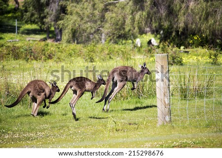 Three Australian brown kangaroos macropus rufus hop away after grazing in a paddock of green grass in early spring after heavy winter rains.