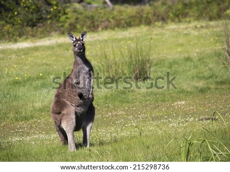 A male  Australian  brown kangaroo or buck, old man, boomer or jack macropus rufus stands up tall after grazing in a paddock of green grass in early spring after heavy winter rains.